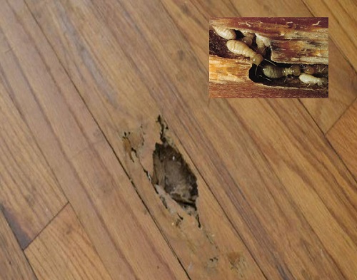 Sàn gỗ bị mối mọt