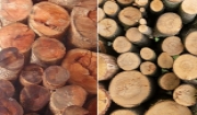 So sánh gỗ Gõ Đỏ và gỗ Sồi: Nên chọn loại nào làm nội thất và lát sàn? So sánh gỗ Gõ Đỏ và gỗ Sồi: Nên chọn loại nào làm nội thất và lát sàn?
