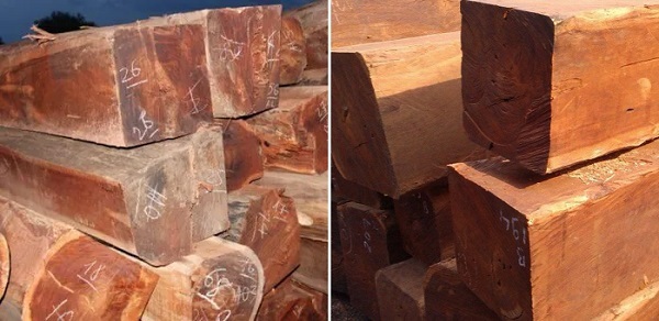 Gỗ Căm Xe Nguồn gốc, đặc điểm, có mấy loại, ứng dụng