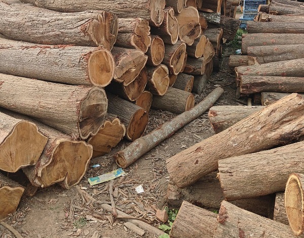 Gỗ Keo là gì Có tốt không Đặc điểm, phân loại & Ứng dụng A-Z Gỗ Keo là gì Có tốt không Đặc điểm, phân loại & Ứng dụng A-Z