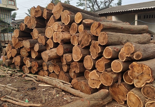 Gỗ keo khi mới khai thác