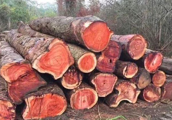 Cận cảnh màu sắc đỏ rực tự nhiên từ các thân cây gỗ Cẩm Lai thô