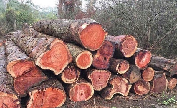 Cây gỗ Hương tròn