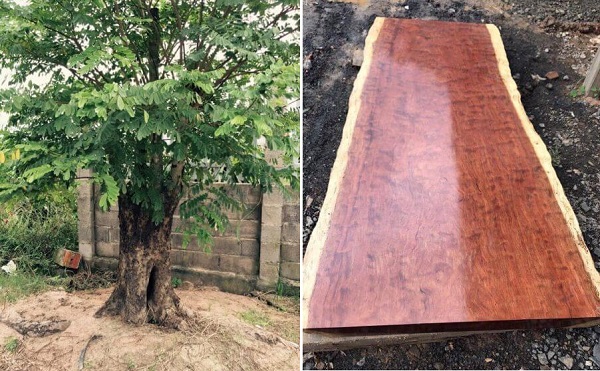 Cây gỗ cẩm lai