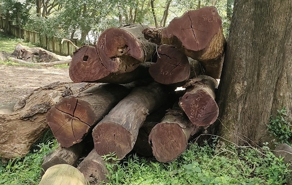 Gỗ Căm Xe tròn nguyên khối