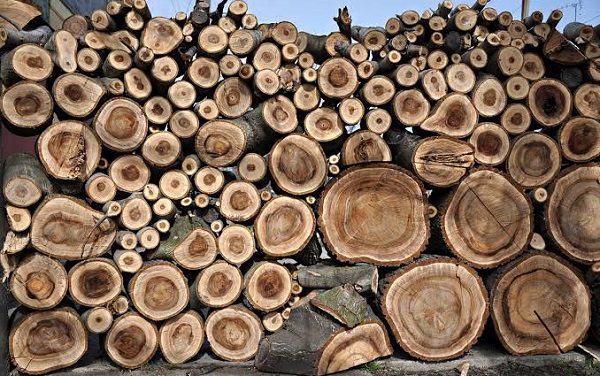 Gỗ Óc Chó Bắc Mỹ