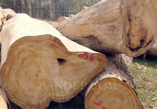 Gỗ Pơ Mu – Gỗ thơm chống côn trùng tự nhiên