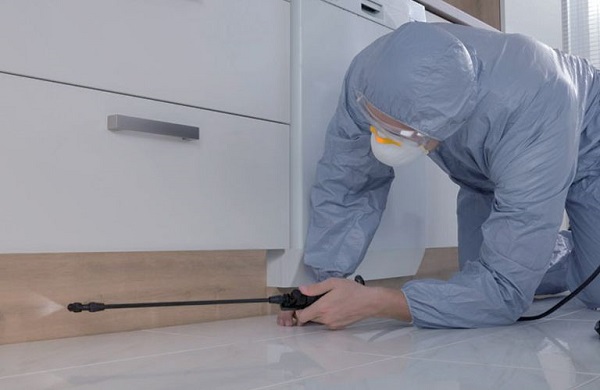 Phun chống mối mọt trước khi lát sàn gỗ