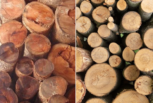 So sánh gỗ Gõ Đỏ và gỗ Sồi