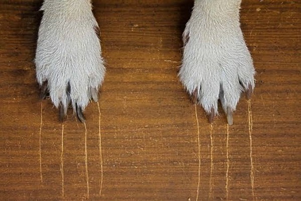 Vết xước sàn gỗ do thú cưng gây ra